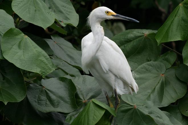 Found lurking here is the snowy egret, a delicately built, wading bird with snowy white feathers, black legs, and bright yellow feet used to actively stir up prey in the shallow waters. - Dominica By Elizabeth A. Kerr © Elizabeth A Kerr